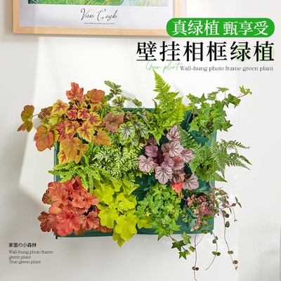 植物墙绿植墙高级感客厅室内玄关壁挂式水培植物相框种植盒小盆栽