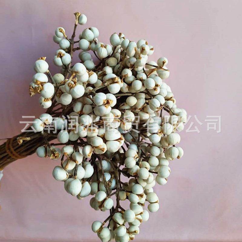 小白果干花冬菇草小花束木子果家居插花成口配材白果木子装饰花