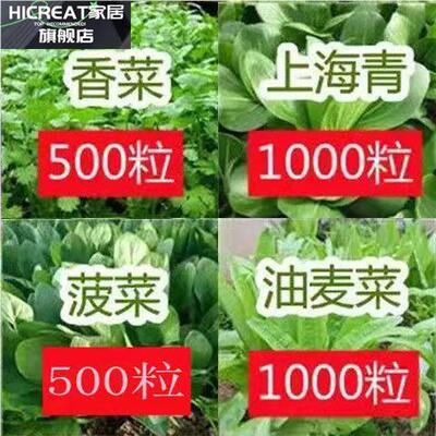 四575种季蔬菜种果子菜种园角阳孑栽西红大台柿黄瓜盆辣椒豆瓜菜