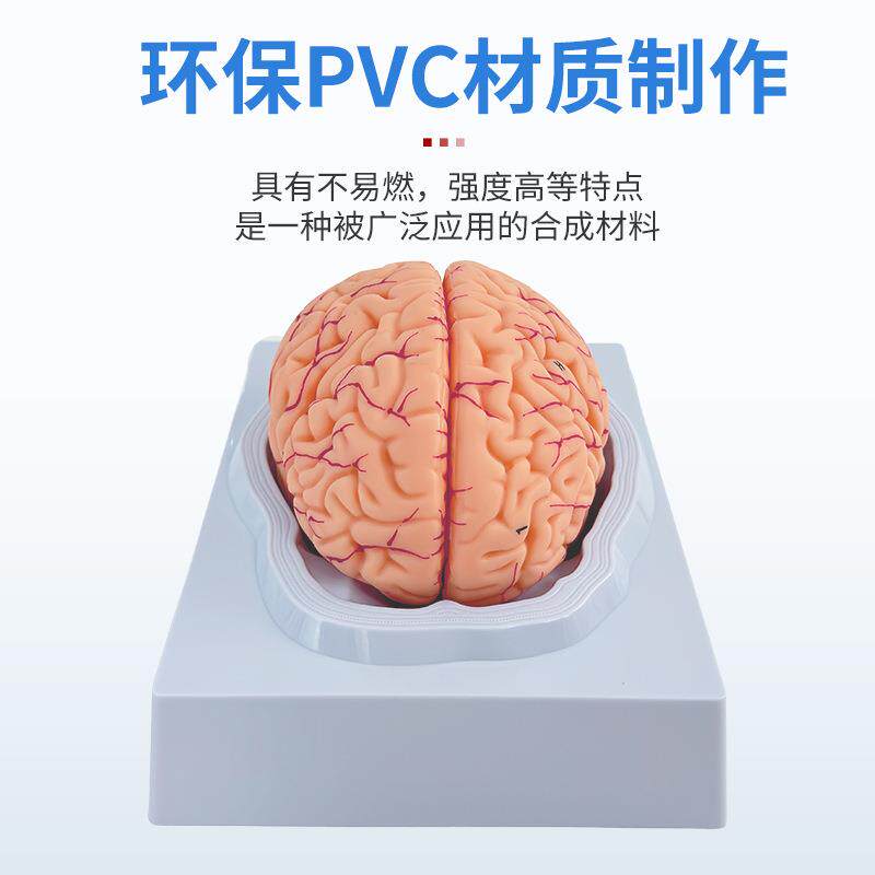 人体脑构造解剖模型9部件脑解剖有标识大脑神经结构解剖模型