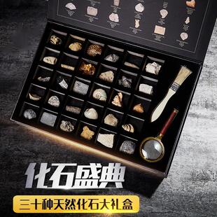 化石盛典30种天然古生物昆虫海螺琥珀标本三叶虫菊石创意儿童科普