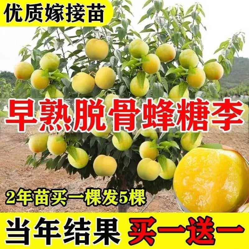 正宗脆骨蜂蜜李子树苗嫁接大果耐寒耐旱盆栽地栽南北方种当年结果