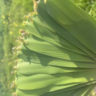 粽叶包粽子专用新鲜粽子叶大号安徽特产无为粽叶芦苇叶三角大宽叶