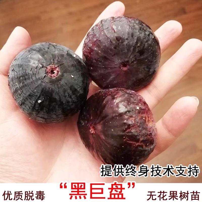 无花果树苗特大黑巨盘无花果苗盆栽地栽南方北方种植当年结果果苗