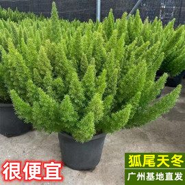 狐尾天门冬盆栽植物庭院花园阳台绿植四季常青高档花卉九尾狐易养