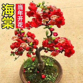 海棠花盆栽树苗盆景重瓣老桩庭院绿植物，室内四季花卉开花好养