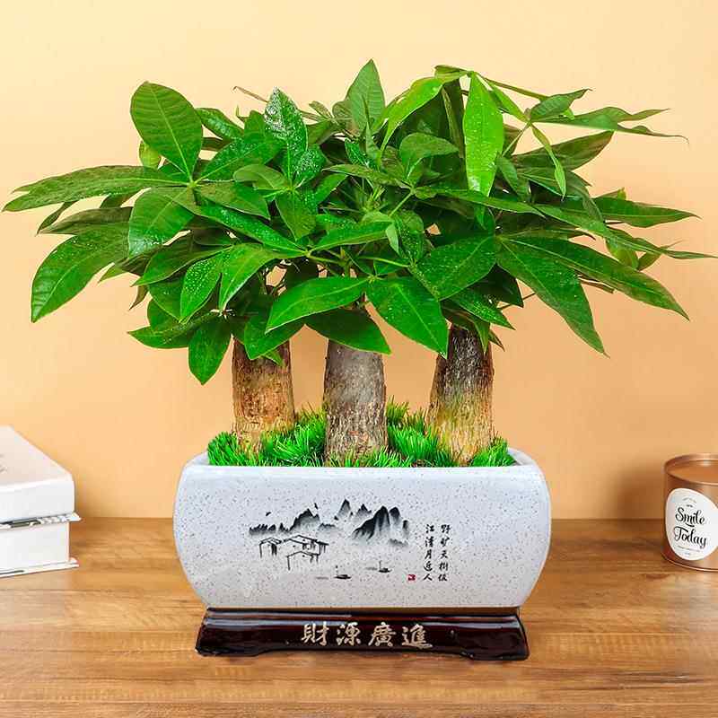 发财树盆栽客厅大棵室内招财桌面植物开业送礼前台大型办公室绿植