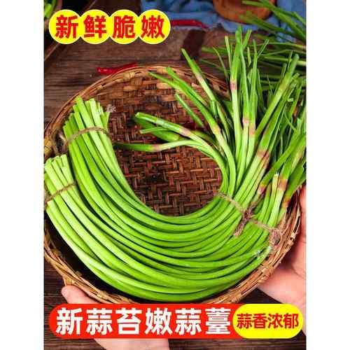 河南蒜苔2025年新鲜嫩蒜苗5斤蔬菜农家自种祘苔红帽蒜薹祘台