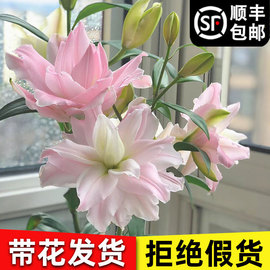 香水百合种球重瓣花苗盆栽室内室外鲜花四季好养活植物花卉种子