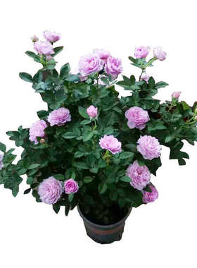 空蒙月季花苗灌木浓香特大盆栽花苗多季开花紫色玫瑰花卉耐晒耐热