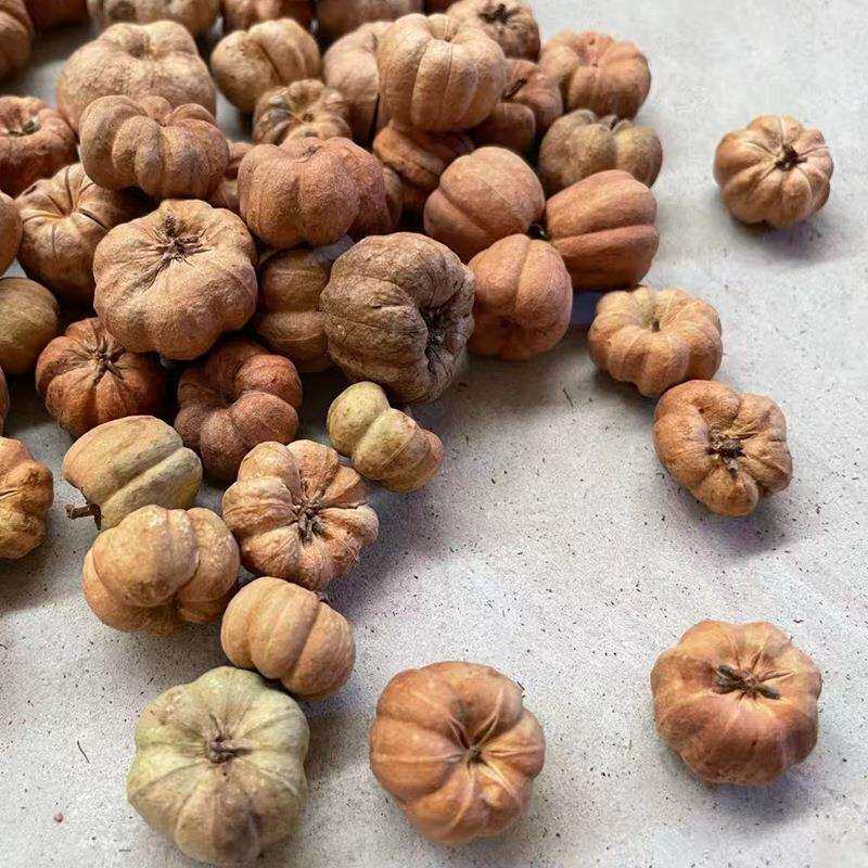 天然进口迷你小南瓜干果干花装饰插花天然植物家居摆设工艺
