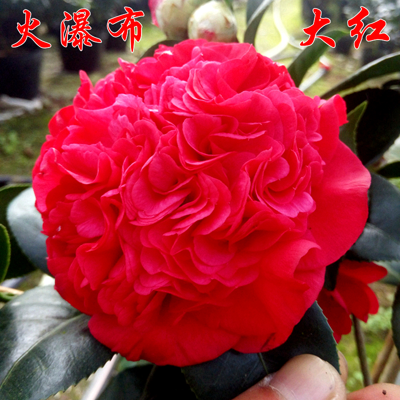 火瀑布茶花盆栽大红色山茶庭院树苗大棵阳台花卉绿植客厅植物好养