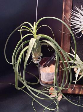 Tillandsia.balbisiana 柳叶-空气凤梨无土新奇懒人植物空气铁兰