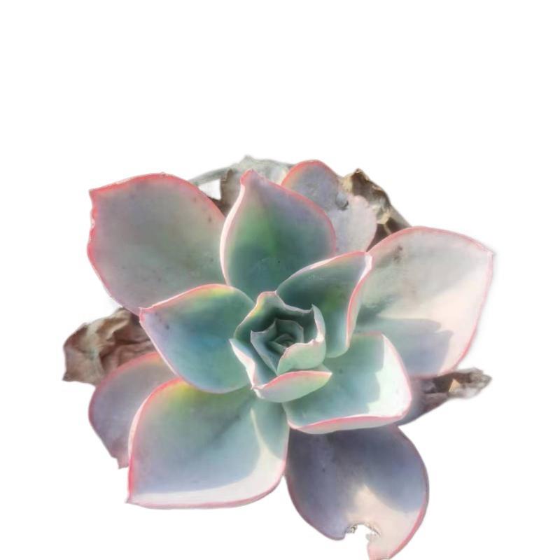 肯尼迪多肉巨大型多肉系列薄叶系植物薄叶中的百变星君经典品种