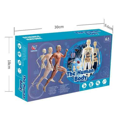 人体骨骼器官模型玩具科教认知组装医学解剖身体内脏骨架结构玩具