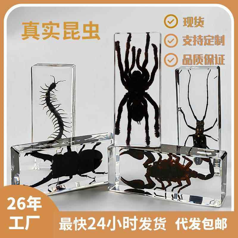 真实树脂昆虫标本真虫甲虫蜘蛛锹甲天牛蝎子螳螂蜥蜴琥珀标本摆件