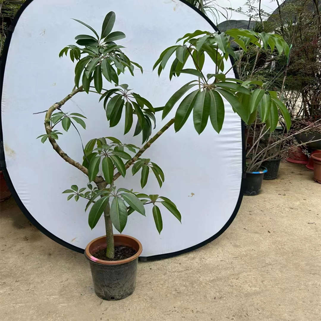 室内观叶盆栽保罗植物一物一拍精品艺术办公室客厅老桩日本大叶伞