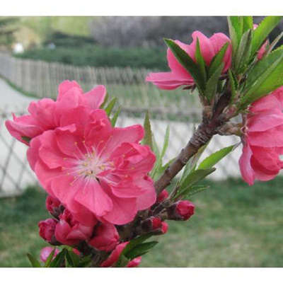 桃花树盆栽活苗真树寿心桃盆栽室内客厅四季观赏盆景耐寒好养植物