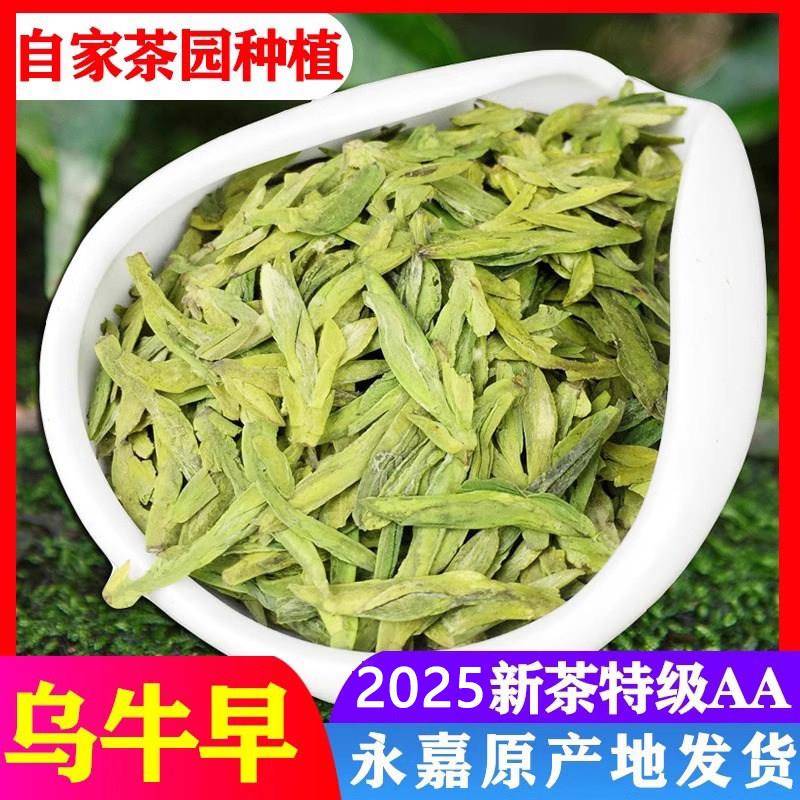 2025年乌牛早茶新茶龙井茶嫩芽茶叶250g浓香型永嘉特级温州乌牛早