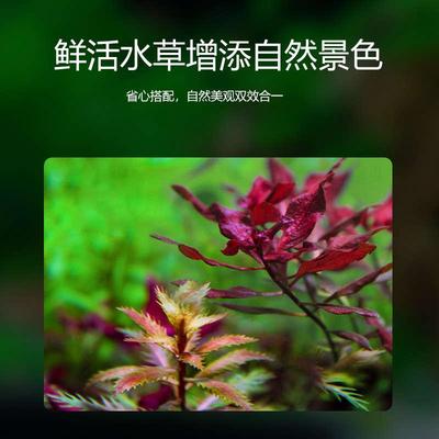 生态鱼缸造景沉木真水草植物水培阴性火山石净化水质小鱼缸造景全