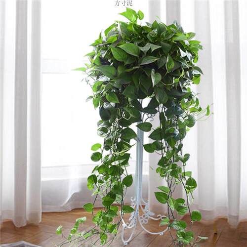 大盆长藤绿萝盆栽室内爬藤植物大叶垂藤吊兰客厅花卉水培绿植