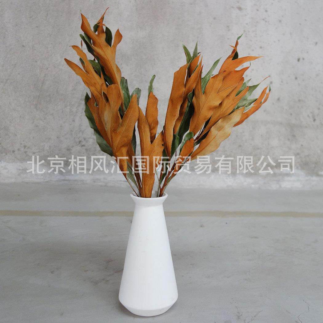 【双面叶】进口干花干草干叶装饰插花家居摆设节日礼品两面叶