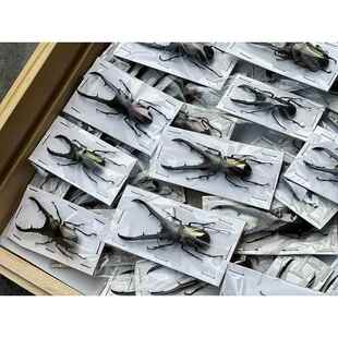 美他利佛细身赤锹甲 锹形虫真昆虫独角仙吉丁蝴蝶步甲虫标本原虫