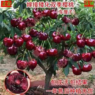 矮化种植树苗车厘子特大樱桃当年盆栽地栽南方北方结果种植苗 双季