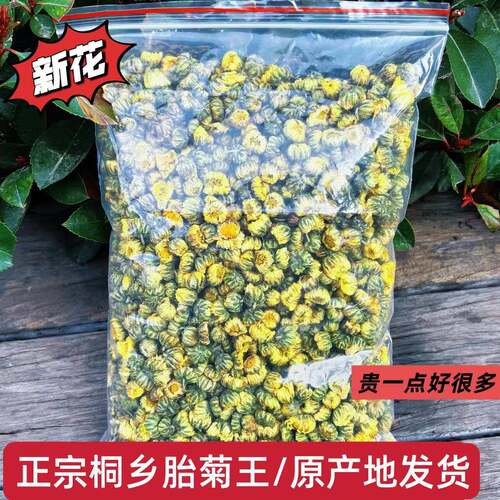 25年新花桐乡杭白菊花蕾正宗桐乡胎菊王菊花茶250g袋装好喝送礼