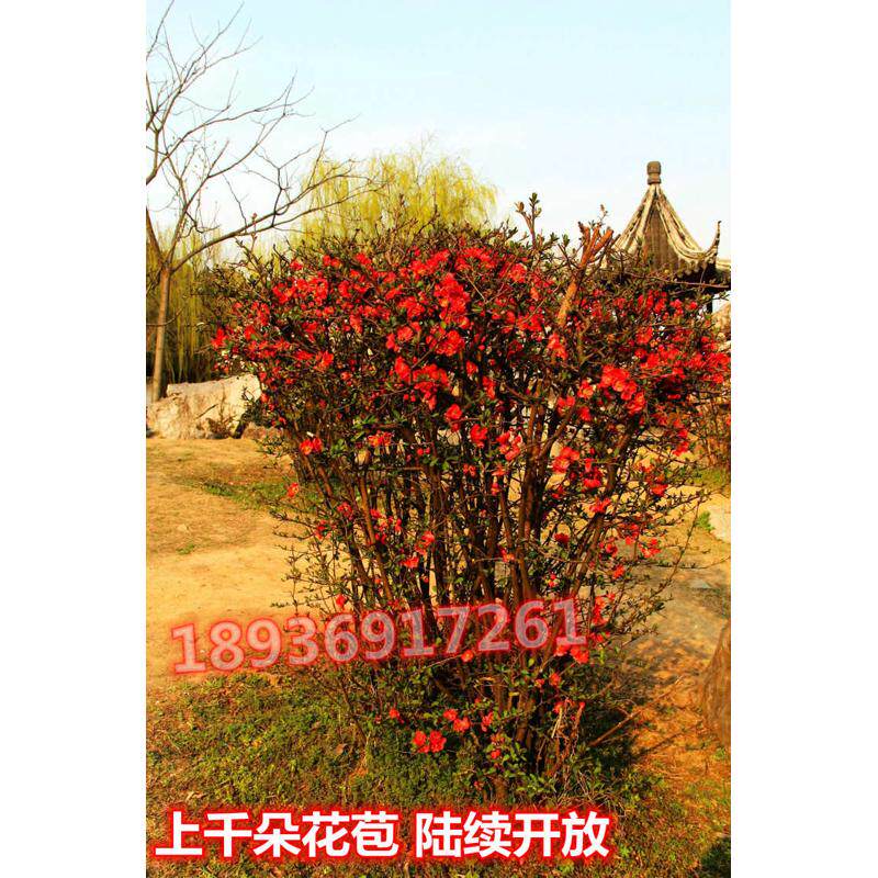 庭院花卉 铁杆海棠 海棠 贴梗海棠树苗 盆栽长寿冠 量大从优