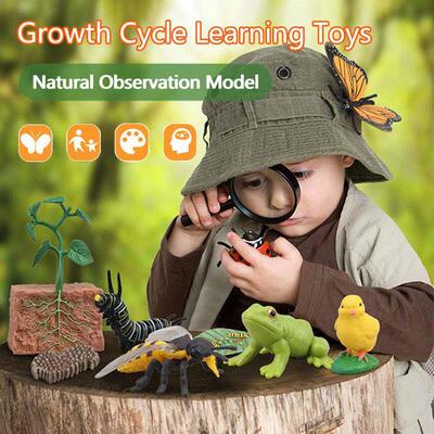 Animal Life Cycle Children Toys Simulation Plant Model Monte
