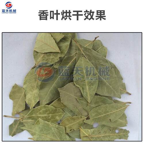 气能叶烘空干机 高温热LT-XYHGJ泵月桂叶烘干箱 智能控温香大料烘