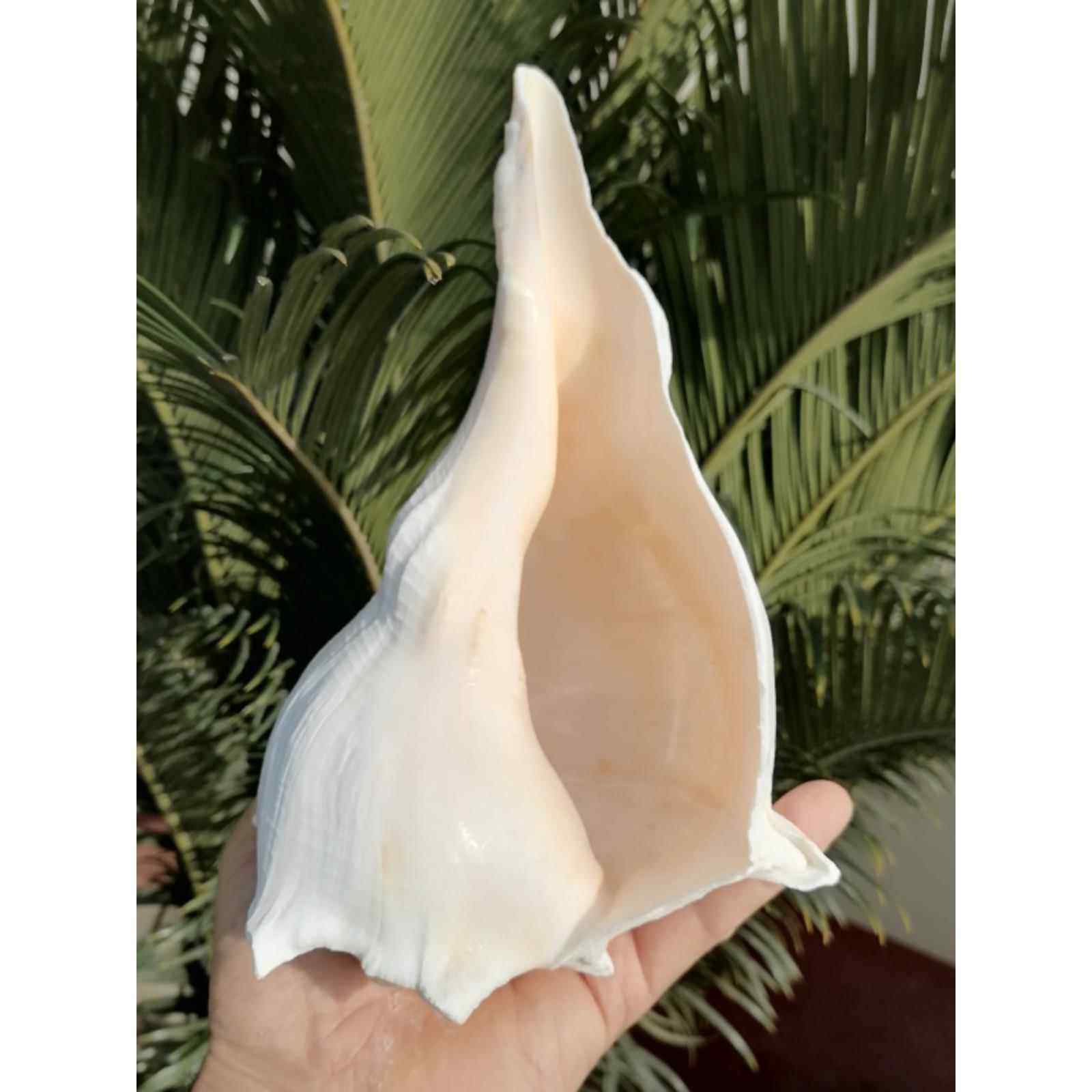 天然海螺壳左螺旋螺左螺旋螺地中海创意家居收藏橱窗礼品装饰品,家居饰品,海螺/贝壳/珊瑚,淘宝优惠券,粉丝福利购,淘宝优惠卷