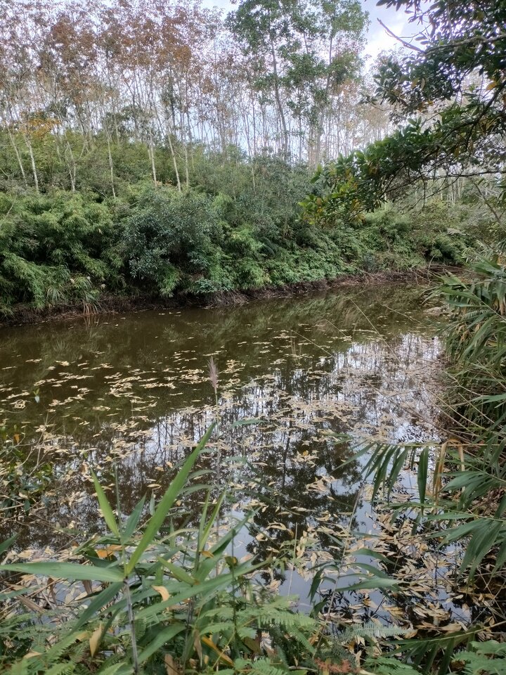 4月26日琼海市190亩林地网络拍卖公告