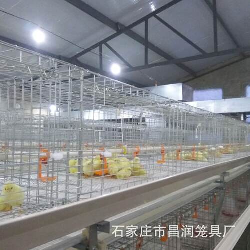 厂家直销镀锌防锈3层立体全自动清粪肉鸡笼H型雏肉两用鸡笼