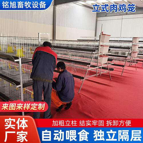 立式肉鸡笼养殖场自动喂鸡笼三层四层立式层叠肉鸡笼蛋鸡笼养鸡笼