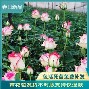 艾莎 梦露玫瑰花苗切花月季大花四季开花 朱丽叶蓝色风暴超级大花