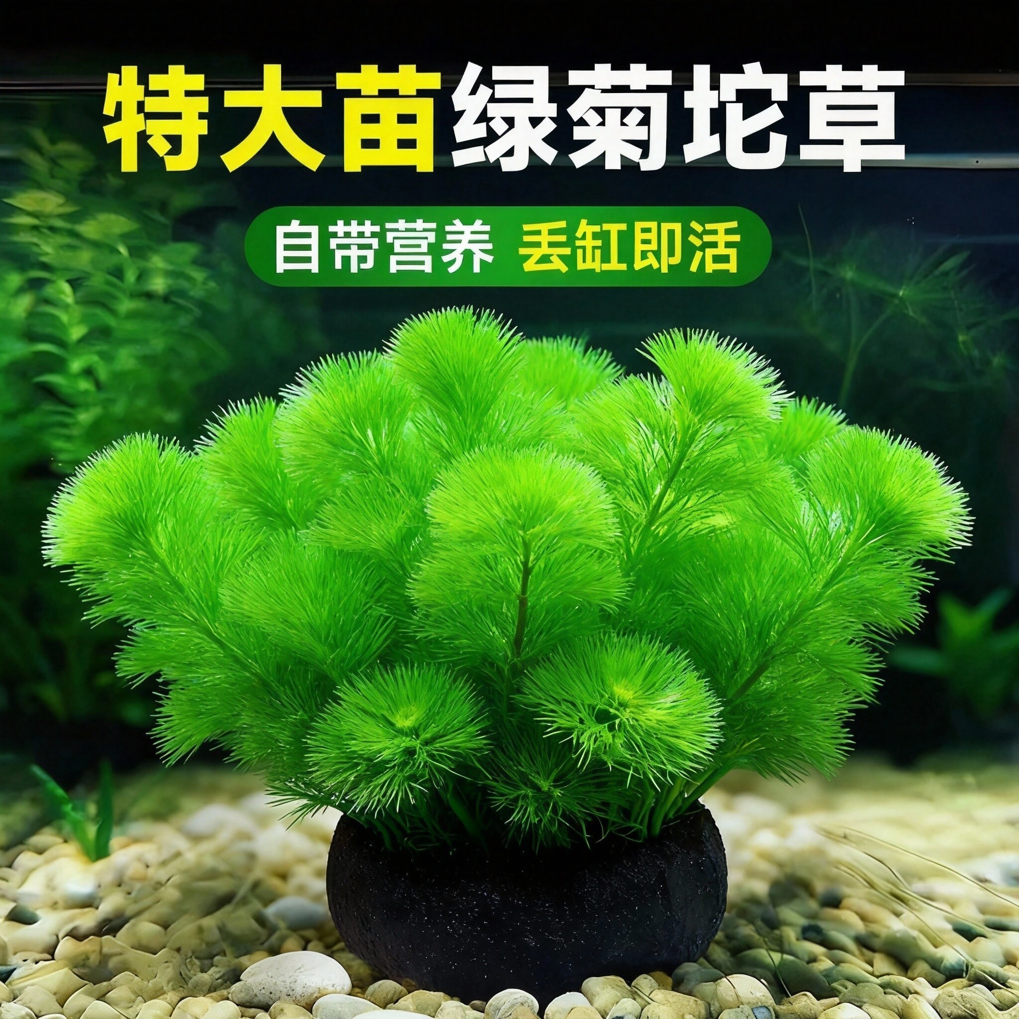 绿菊水草植物鱼缸造景真草蜈蚣草水草缸净化造氧懒人套餐冒泡阴性