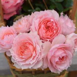 超新品 植物耐寒花苗 莫妮卡戴维法国玫瑰月季 花苗庭院强香勤花四季