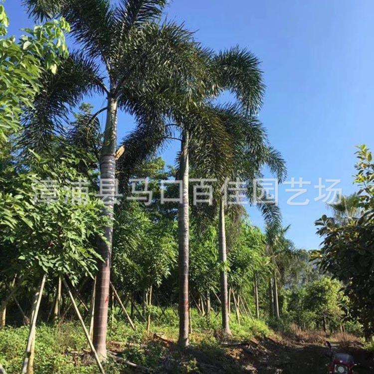 王棕移植苗 文笔树 百佳园艺 高度5米 大王椰子