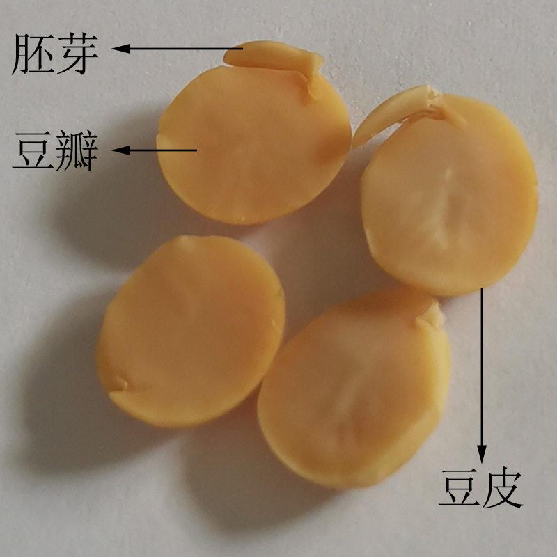 大豆脱皮机豆奶粉厂大豆脱皮机食品厂干法免烘炒大豆脱皮机设备
