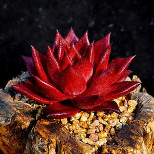 血罗多肉植物 血斑罗密欧多肉植物多肉绿植盆栽血罗乌木东云杂