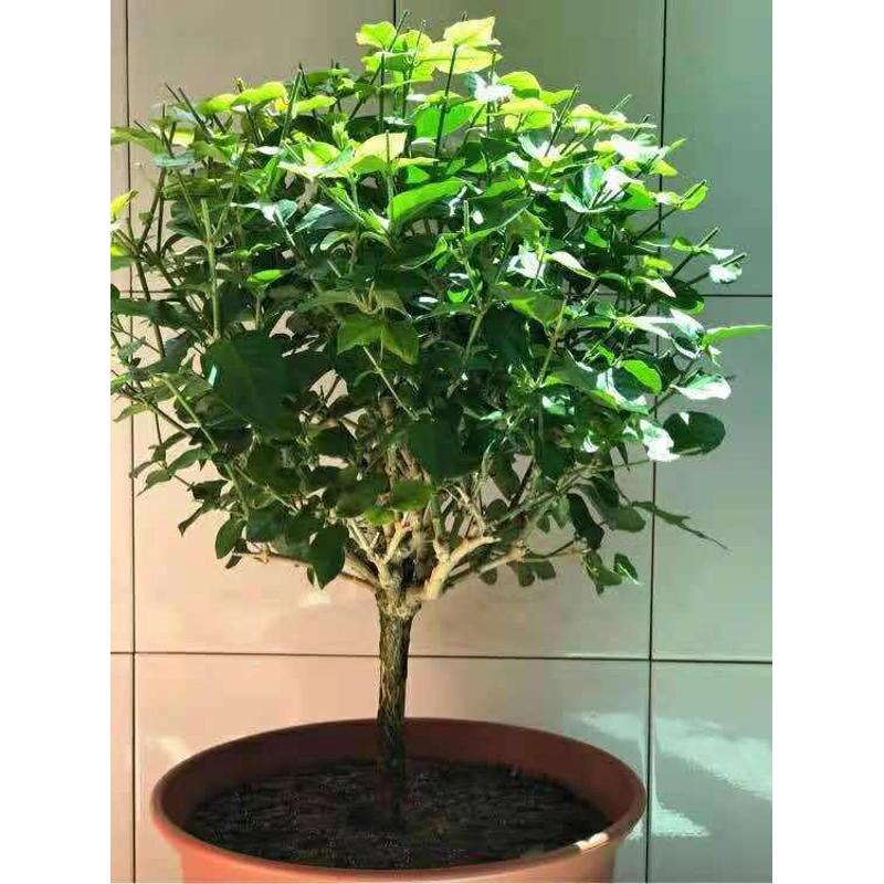 独杆棒棒糖大冠幅茉莉老桩盆栽花园庭院绿植物花卉开花浓香不断好