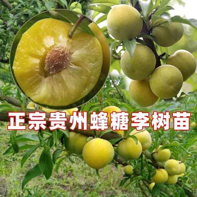 贵州六马正宗蜂糖李子树苗原产地老枝嫁接李子树苗镇宁蜂蜜李子树