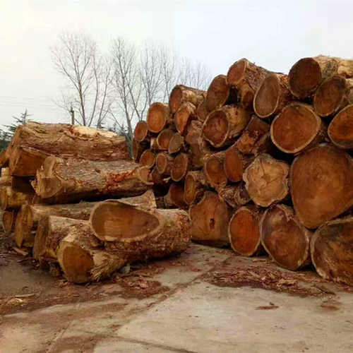 【南美胡桃木】原木板材 琥珀木家居彩大板材 琥珀木 雨木 花梨木