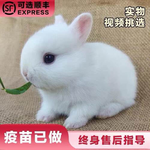 小型侏儒兔子活物长不大迷你兔儿童家养宿舍宠物兔荷兰垂耳兔活体