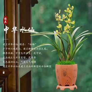 建兰水仙瓣兰花中华水仙浓香型名贵兰花苗茶几客厅办公室卧室绿植