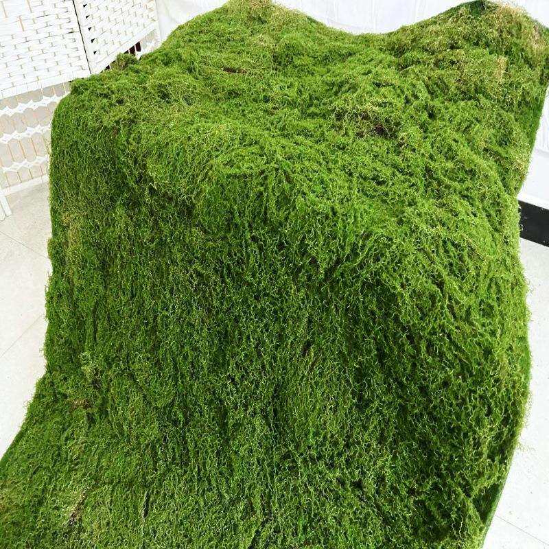 带苞丝底珍珠苔棉植绒毛苔UMI藓地毯永假生青墙林软园装山沙盘造