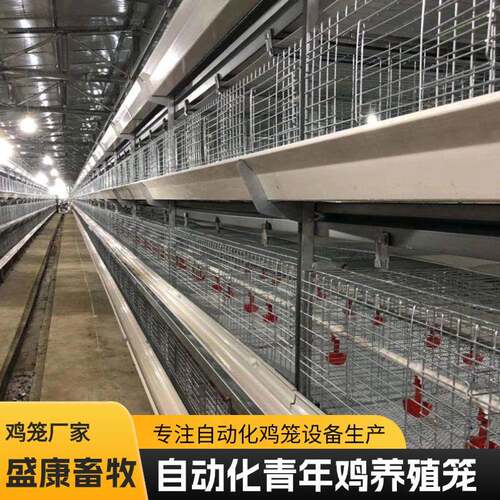 青年鸡舍鸡笼子多层叠式鸡笼子养殖场自动鸡笼自动上料清粪鸡笼