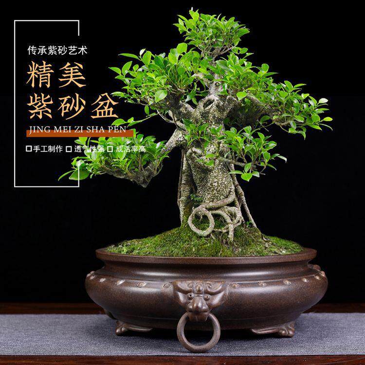 盆景盆宜兴紫砂花盆兽耳假山绿植盆栽专用盆经典雅致兰花兰草
